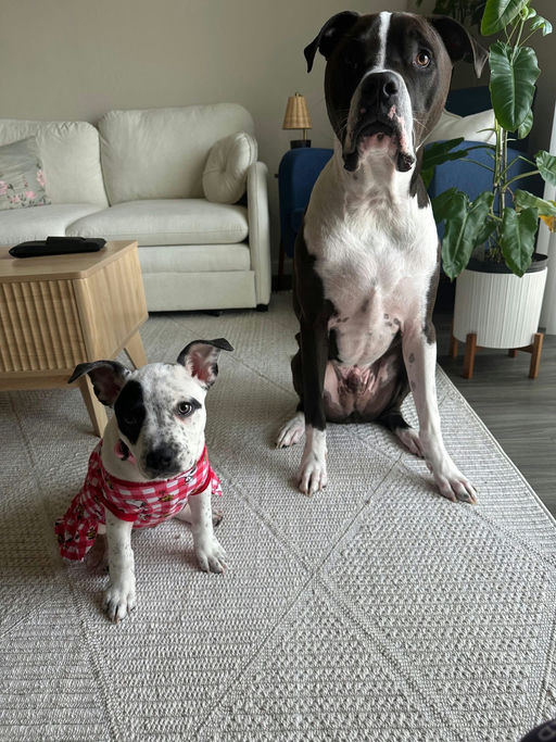 A Ruff Road Revival happy tail