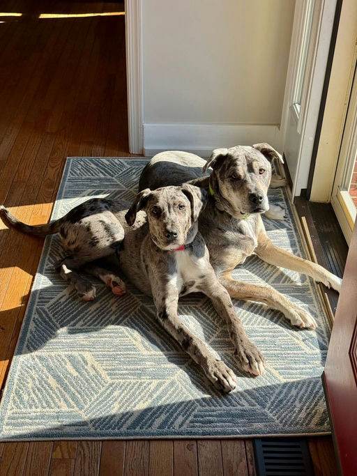 A Ruff Road Revival happy tail