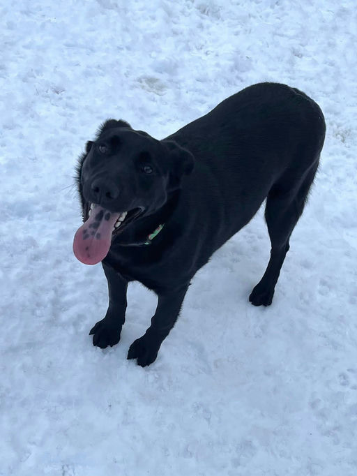 A Ruff Road Revival happy tail