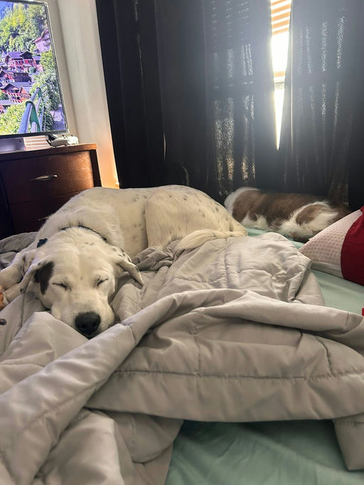 A Ruff Road Revival happy tail