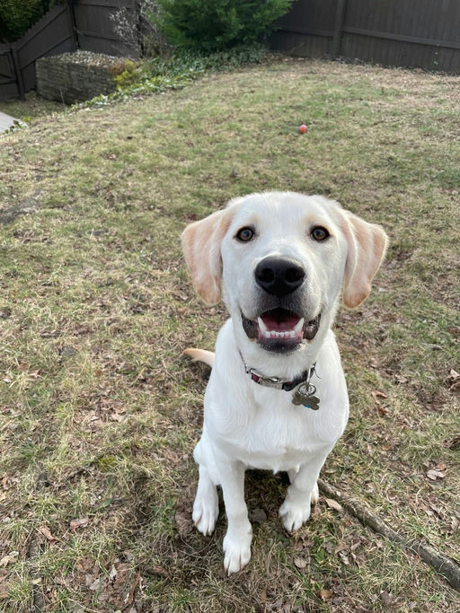 A Ruff Road Revival happy tail