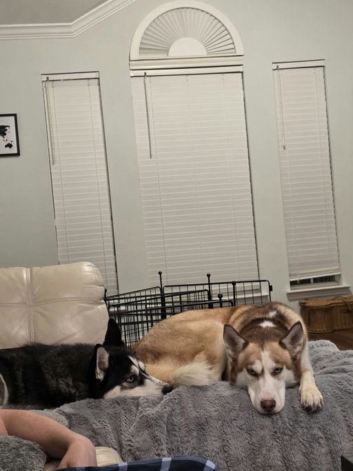 A Ruff Road Revival happy tail