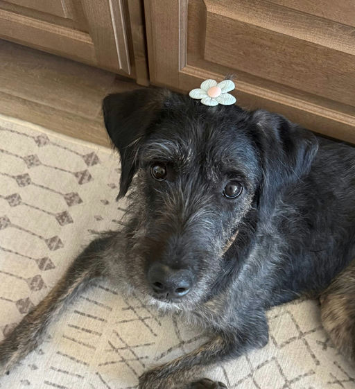 A Ruff Road Revival happy tail