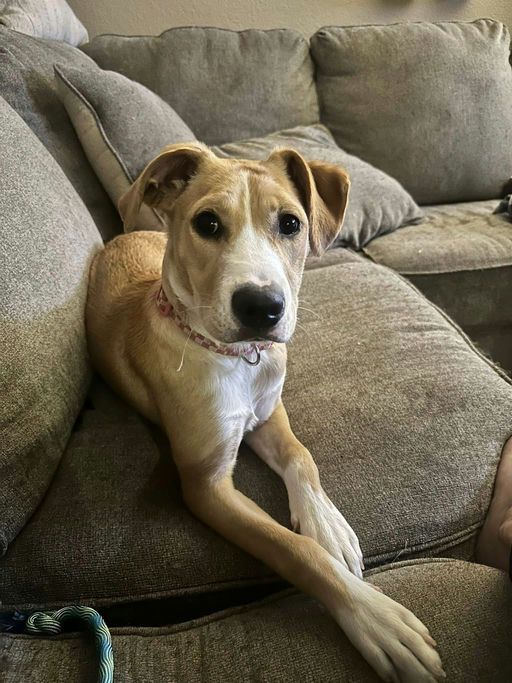 A Ruff Road Revival happy tail