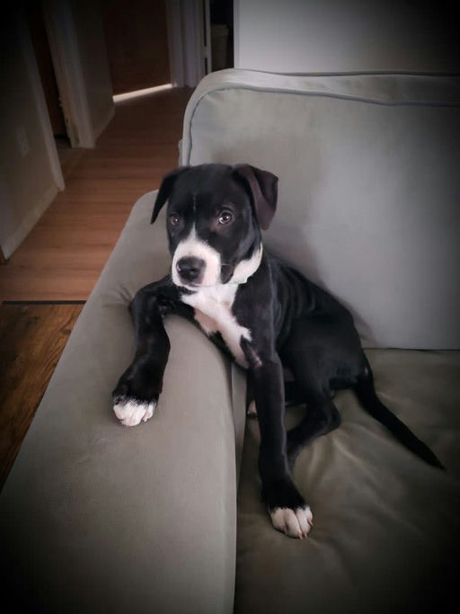 A Ruff Road Revival happy tail