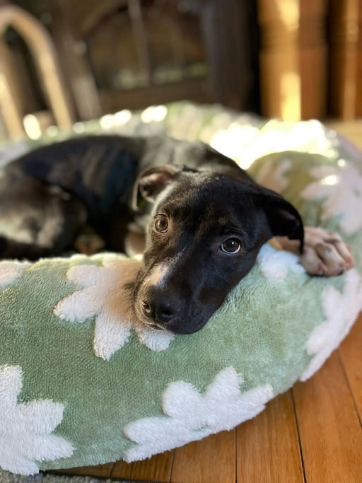A Ruff Road Revival happy tail