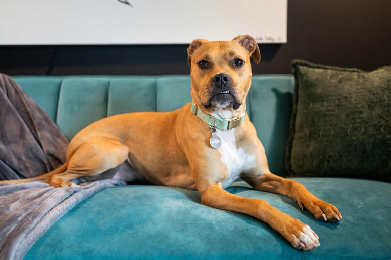 A Ruff Road Revival happy tail