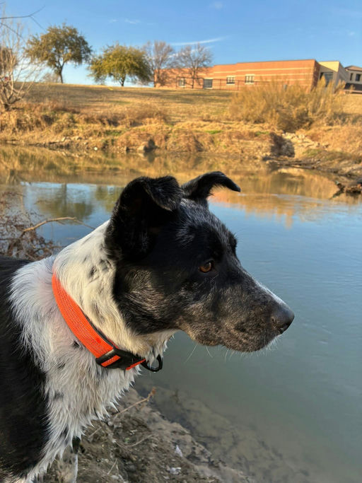A Ruff Road Revival happy tail