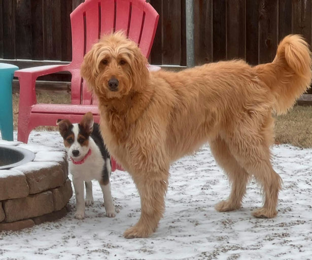 A Ruff Road Revival happy tail