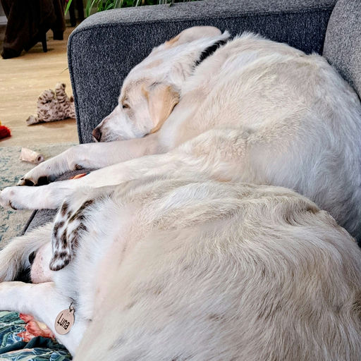 A Ruff Road Revival happy tail