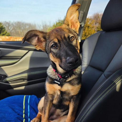 A Ruff Road Revival happy tail