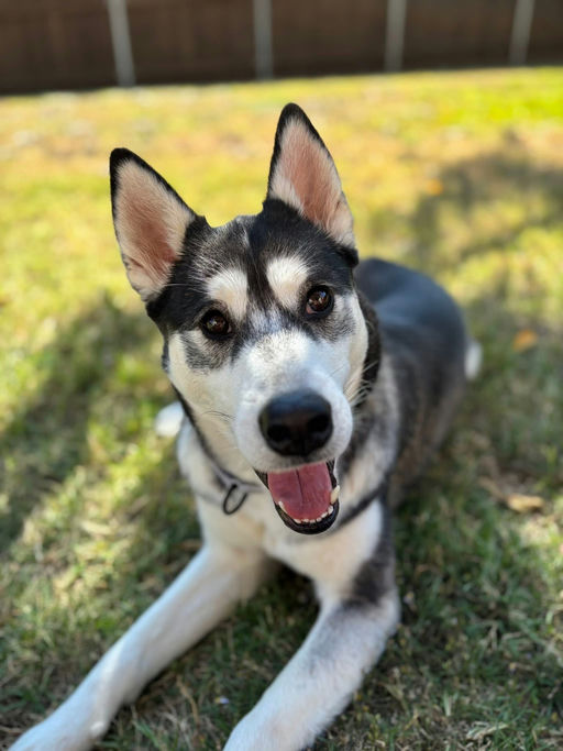 A Ruff Road Revival happy tail