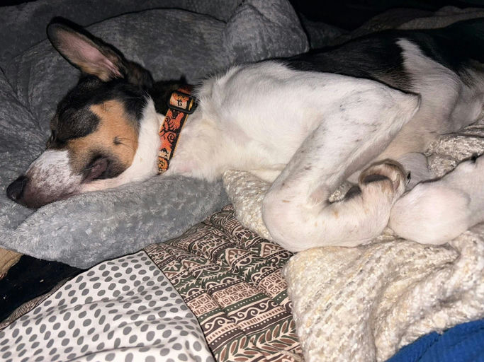 A Ruff Road Revival happy tail