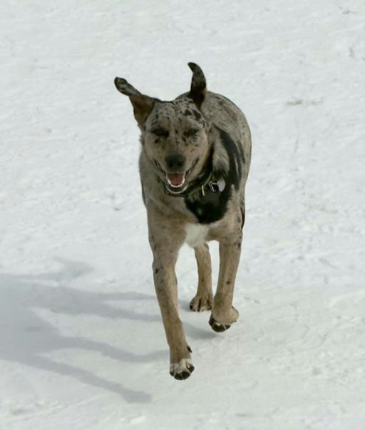 A Ruff Road Revival happy tail