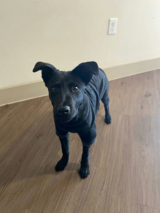 A Ruff Road Revival happy tail