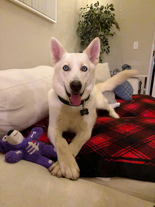 A Ruff Road Revival happy tail