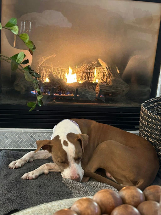 A Ruff Road Revival happy tail