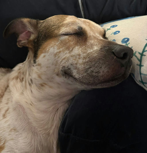 A Ruff Road Revival happy tail