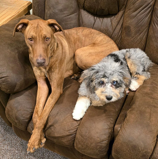 A Ruff Road Revival happy tail