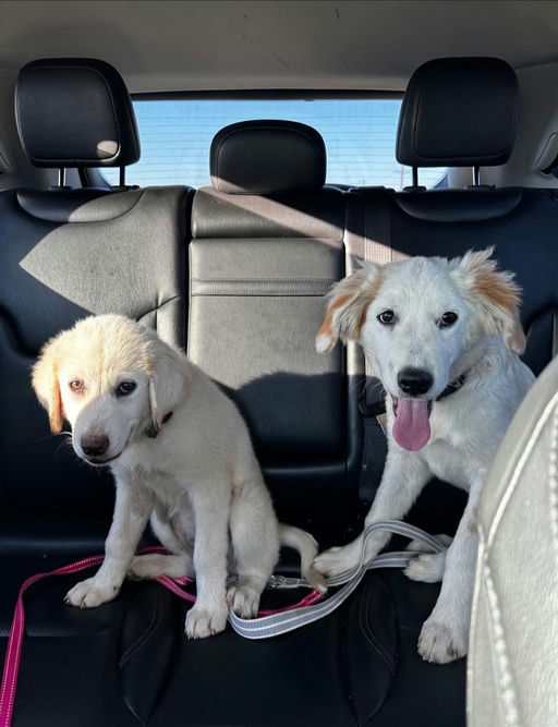 A Ruff Road Revival happy tail
