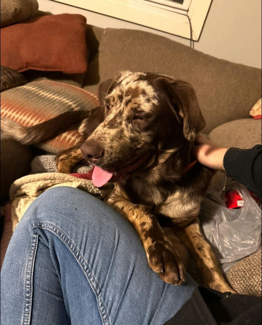 A Ruff Road Revival happy tail