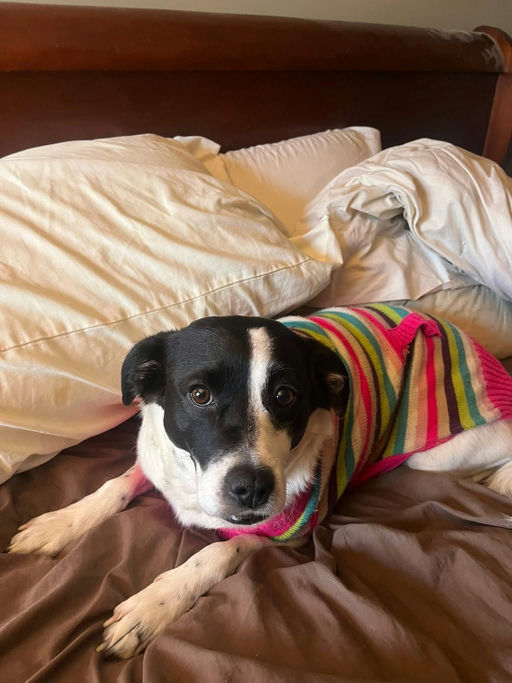 A Ruff Road Revival happy tail