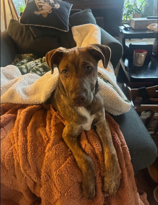A Ruff Road Revival happy tail