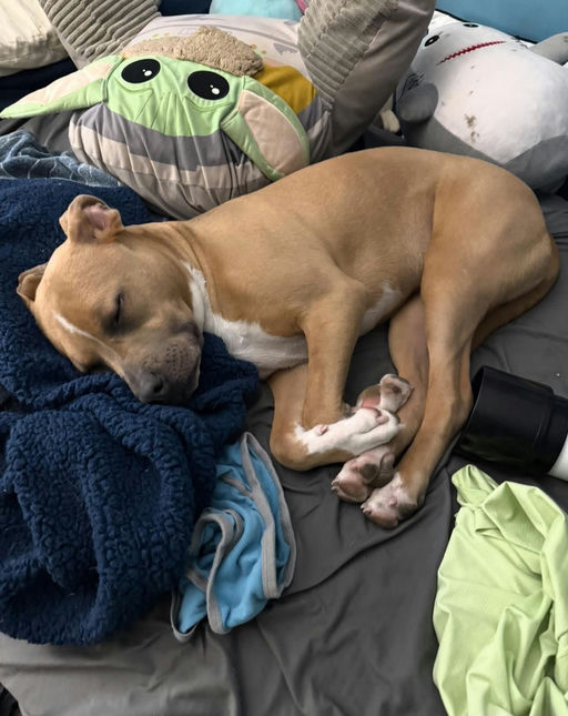 A Ruff Road Revival happy tail