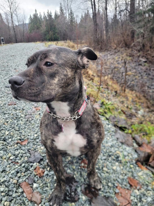 A Ruff Road Revival happy tail