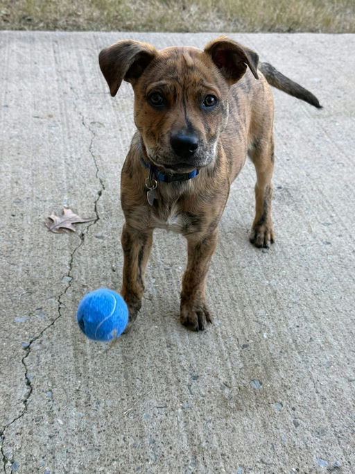 A Ruff Road Revival happy tail