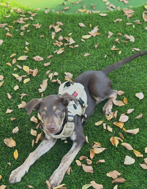 A Ruff Road Revival happy tail