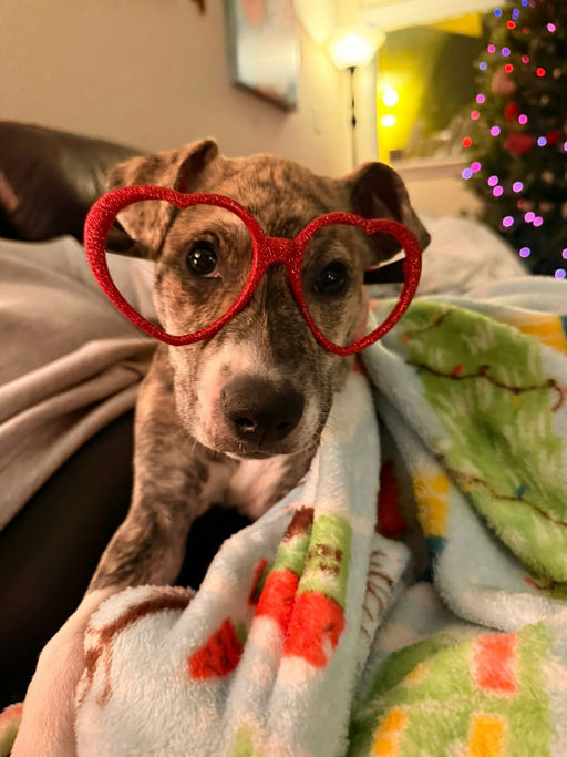A Ruff Road Revival happy tail