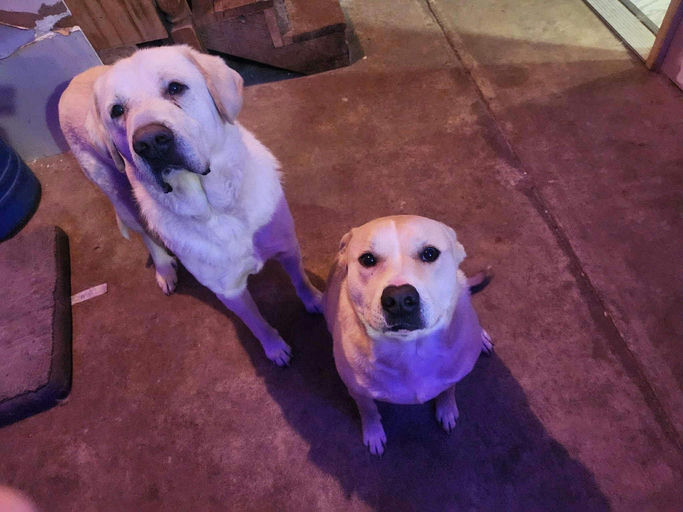 A Ruff Road Revival happy tail