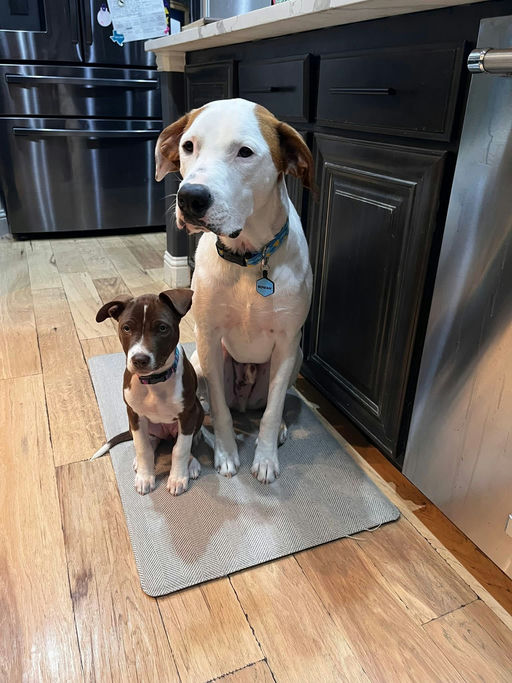 A Ruff Road Revival happy tail