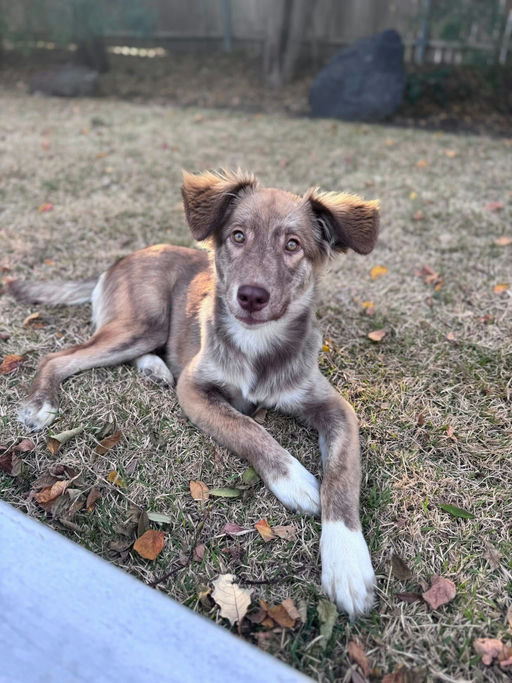A Ruff Road Revival happy tail