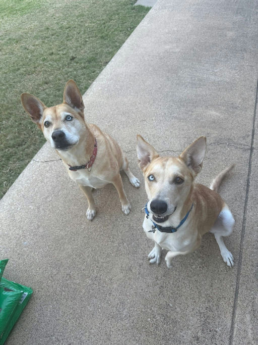 A Ruff Road Revival happy tail