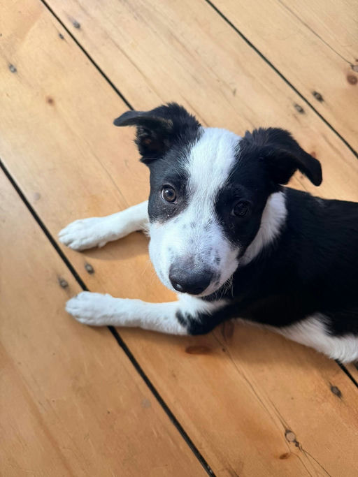 A Ruff Road Revival happy tail