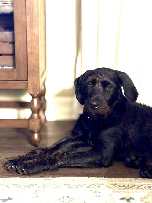A Ruff Road Revival happy tail