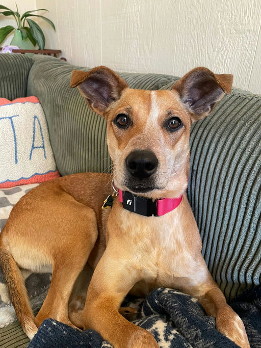 A Ruff Road Revival happy tail