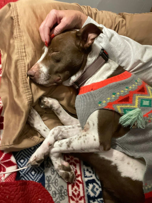 A Ruff Road Revival happy tail