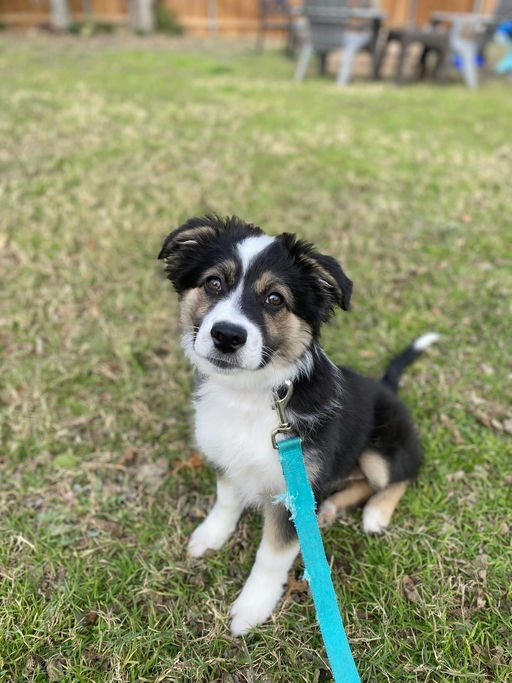 A Ruff Road Revival happy tail