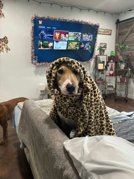 A Ruff Road Revival happy tail