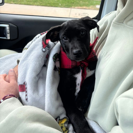 A Ruff Road Revival happy tail