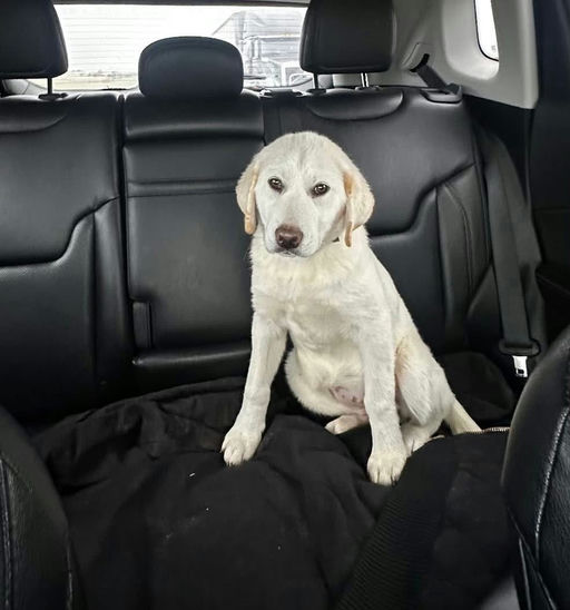 A Ruff Road Revival happy tail