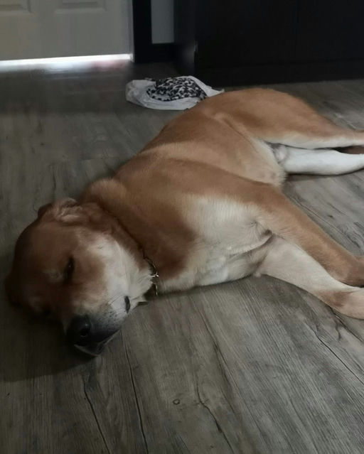 A Ruff Road Revival happy tail