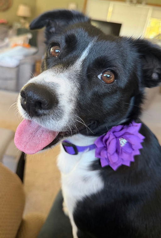 A Ruff Road Revival happy tail
