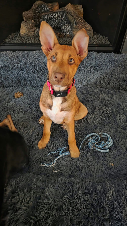 A Ruff Road Revival happy tail