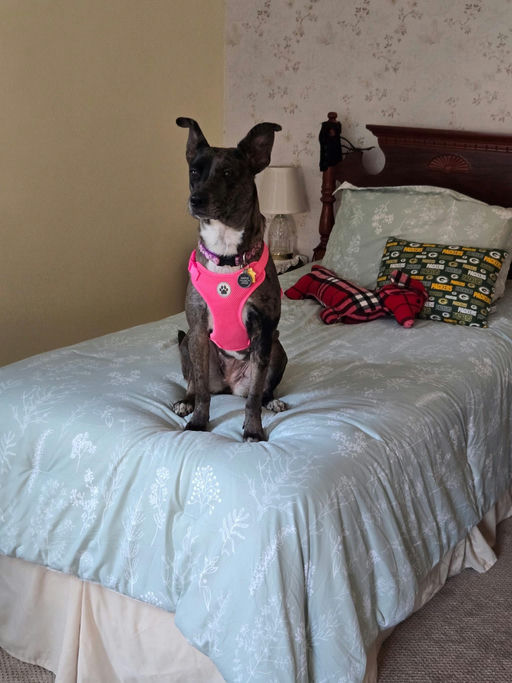 A Ruff Road Revival happy tail