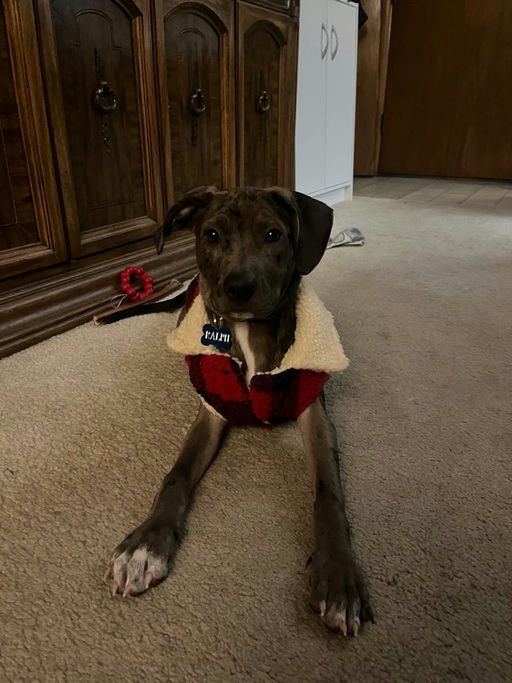 A Ruff Road Revival happy tail
