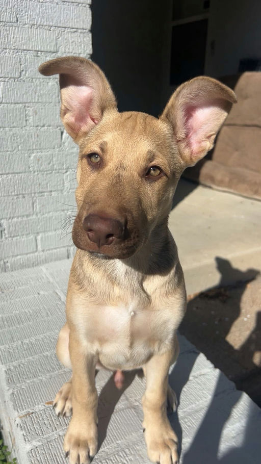 A Ruff Road Revival happy tail